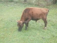 Продаётся бычок 65 кг