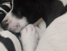 Отдам в хорошие руки