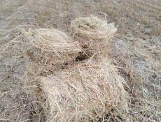 Продается сено