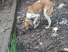 Заплачу 5000 рублей за собаку