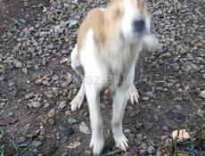 Заплачу 5000 рублей за собаку