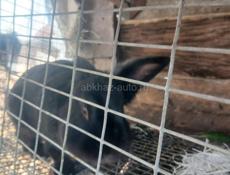  Семья кроликов