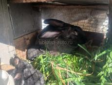 Кролики обмен на бычка