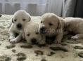 Щенки ЛАБРАДОРА!!!!!!!!!!!!!