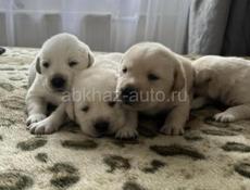 Щенки ЛАБРАДОРА!!!!!!!!!!!!!