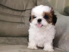 Щенки ШИ ТЦУ 💞💞💞💞💞💞💞💞💞💞