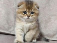 Шотландские котята 🌸🌸🌸🌸🌸🌸🌸🌸🌸🌸