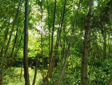 Продам участок до море 500 метров Алахадзы 