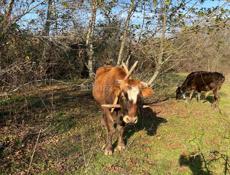 Кутол/Бычок