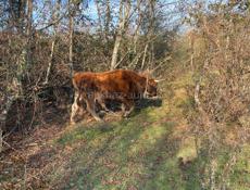 Кутол/Бычок