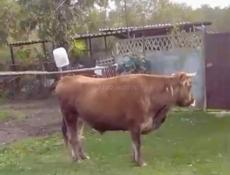 Кутол/Бычок