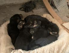 Щенки овчарки