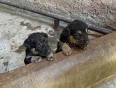 Щенки овчарки
