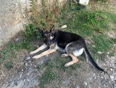 Щенки овчарки