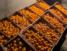 Мандарин калиброванный 600-700 кг