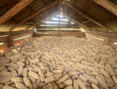 Продаю кукурузу 