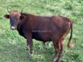 Продается бычок 