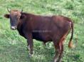 Продается бычок 