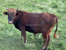 Продается бычок 