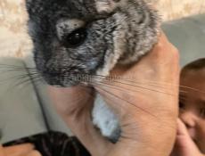 Ласковая шиншилла на подарок , ребенок будет счастлив😍