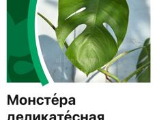 Монстера. Цветы