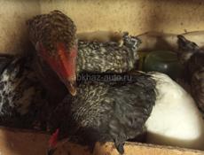 Продам цеплят почти 3м им по 550 р , остались 10 шт