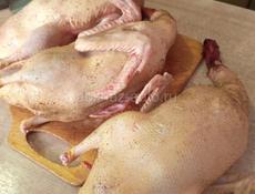 Продам уток чишеных( пекинские утки)