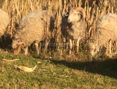 Продаю барашку вес 25 кг цена 25 без торга мальчик 