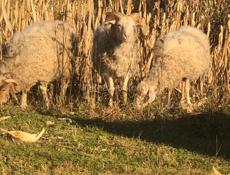 Продаю барашку вес 25 кг цена 25 без торга мальчик 