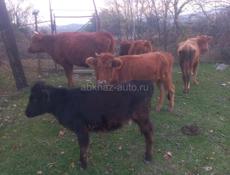 Корова тельная,телята