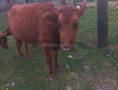 Корова тельная,телята