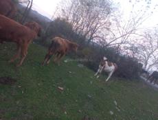 Корова тельная,телята