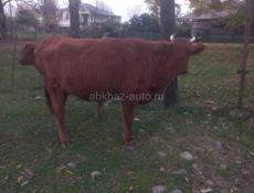 Корова тельная,телята