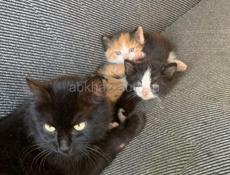 Отдам в добрые руки 