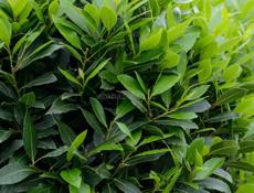 Лавровый лист 