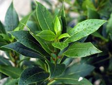 Лавровый лист 