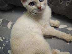 Отдадим котёнка девочку 