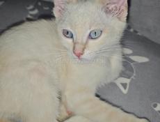 Отдадим котёнка девочку 