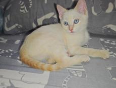 Отдадим котёнка девочку 