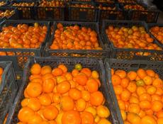 Продам мандарины 