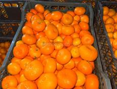 Продам мандарины 
