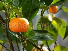 Продам сад с мандаринами самосбор за 50т