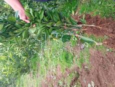 Продаются саженцы мандарин раний сорт (сентябрьский)