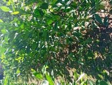 Продаются саженцы мандарин раний сорт (сентябрьский)