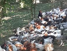 Продажа Петухи