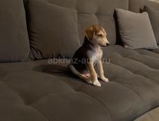 В добрые руки