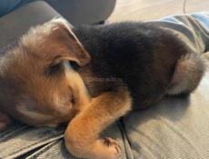 В добрые руки