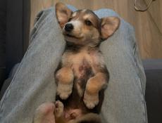 В добрые руки