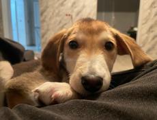 В добрые руки 