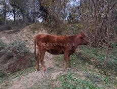 Продается годовалый теленок
